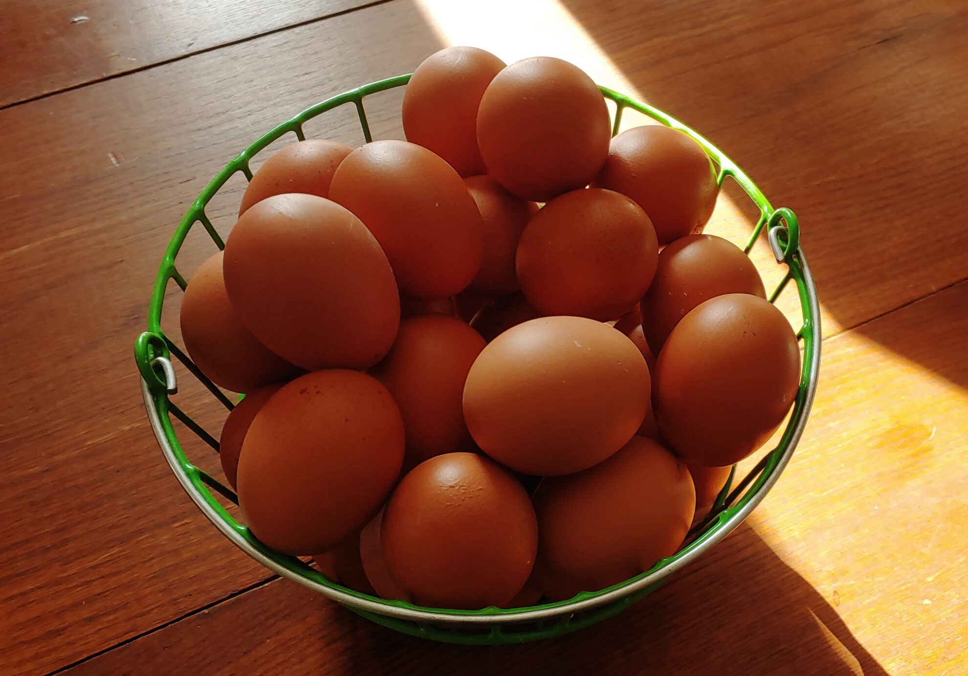 Washing eggs fresh from the coop or no? - Rusty Chain Farm