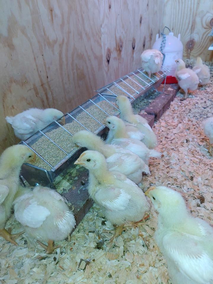 Baby chicks that will become meat chickens