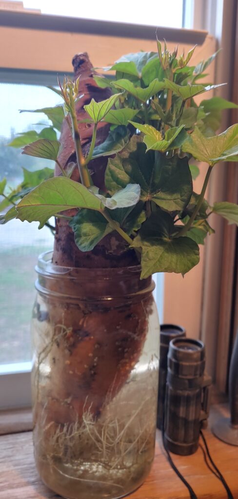 A sweet potato in a jar growing slips.