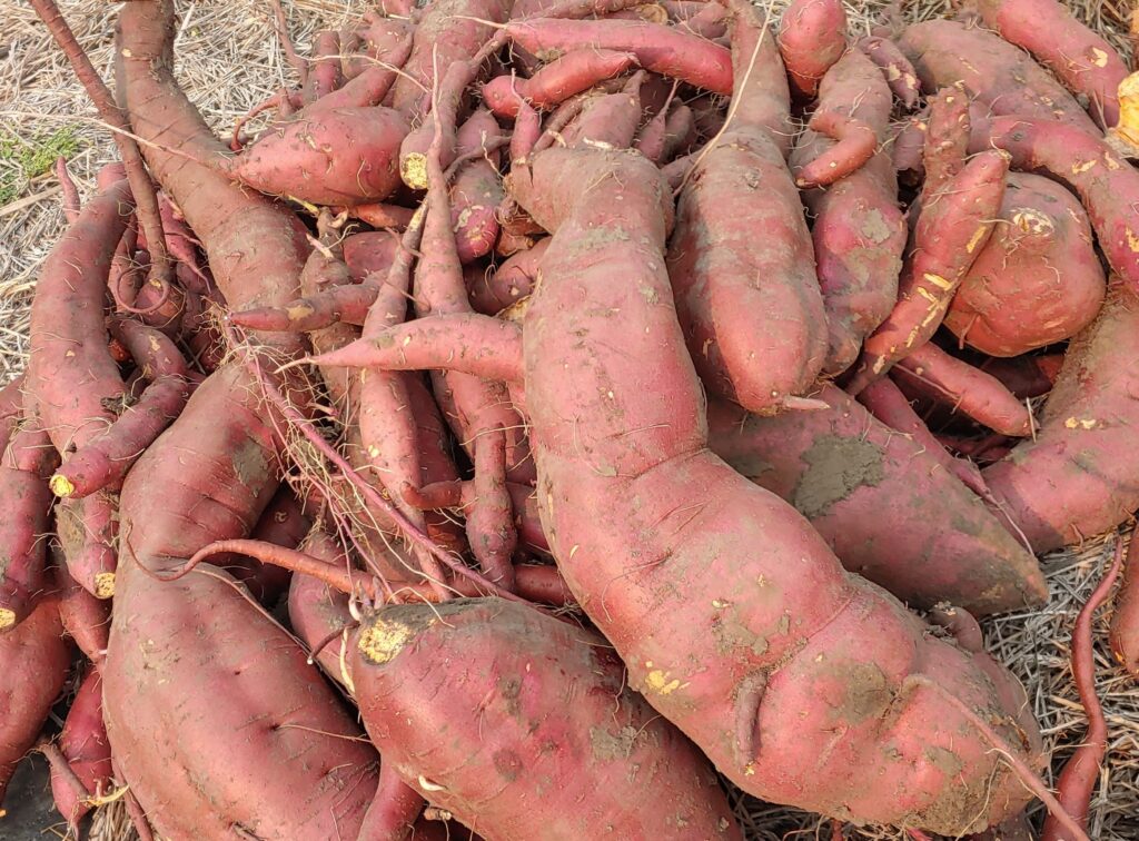 A big pile of sweet potatoes.