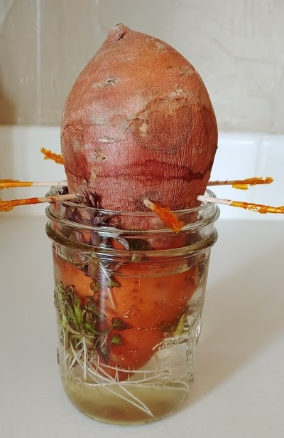 A sweet potato i a jar just beginning to grow slips.