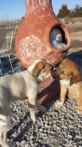 Puppies playing outside