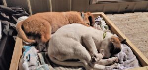 Puppies sleeping in their box.