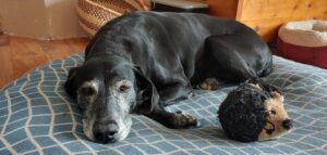 Black dog laying on a doggie bed.