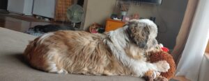 Dog laying on an ottoman looking out the window.