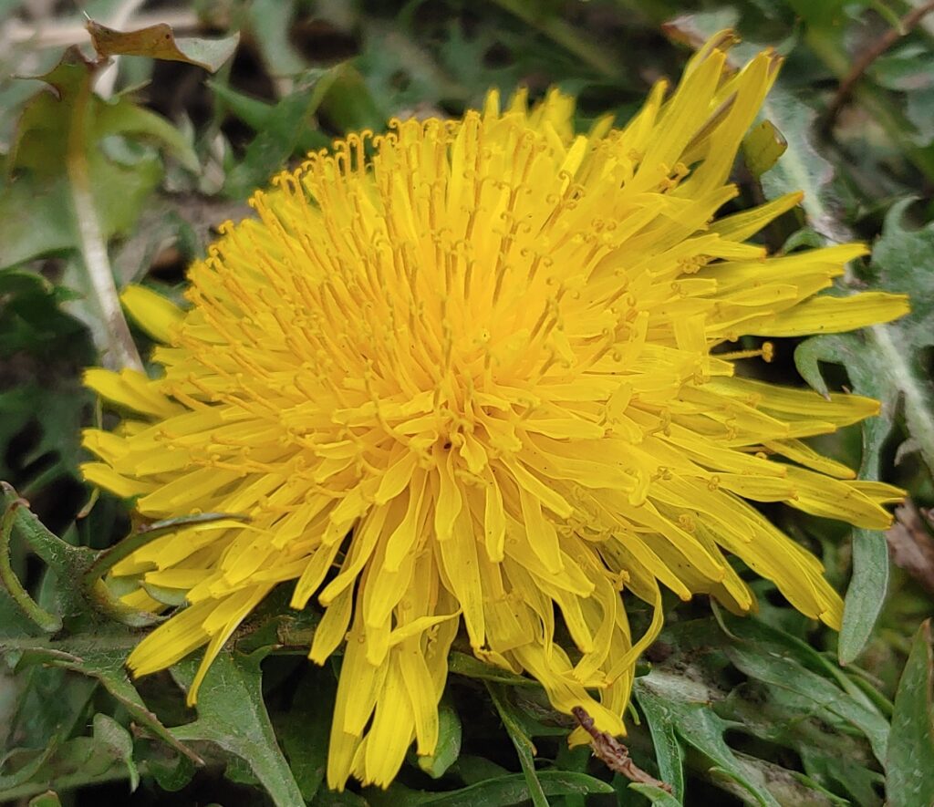 A close up dandelion flower