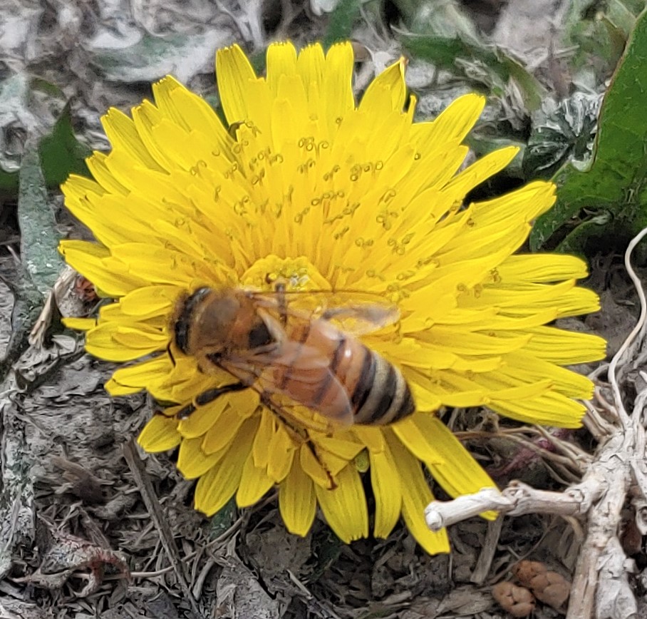 A dandelion flower with a bee gathering pollin.