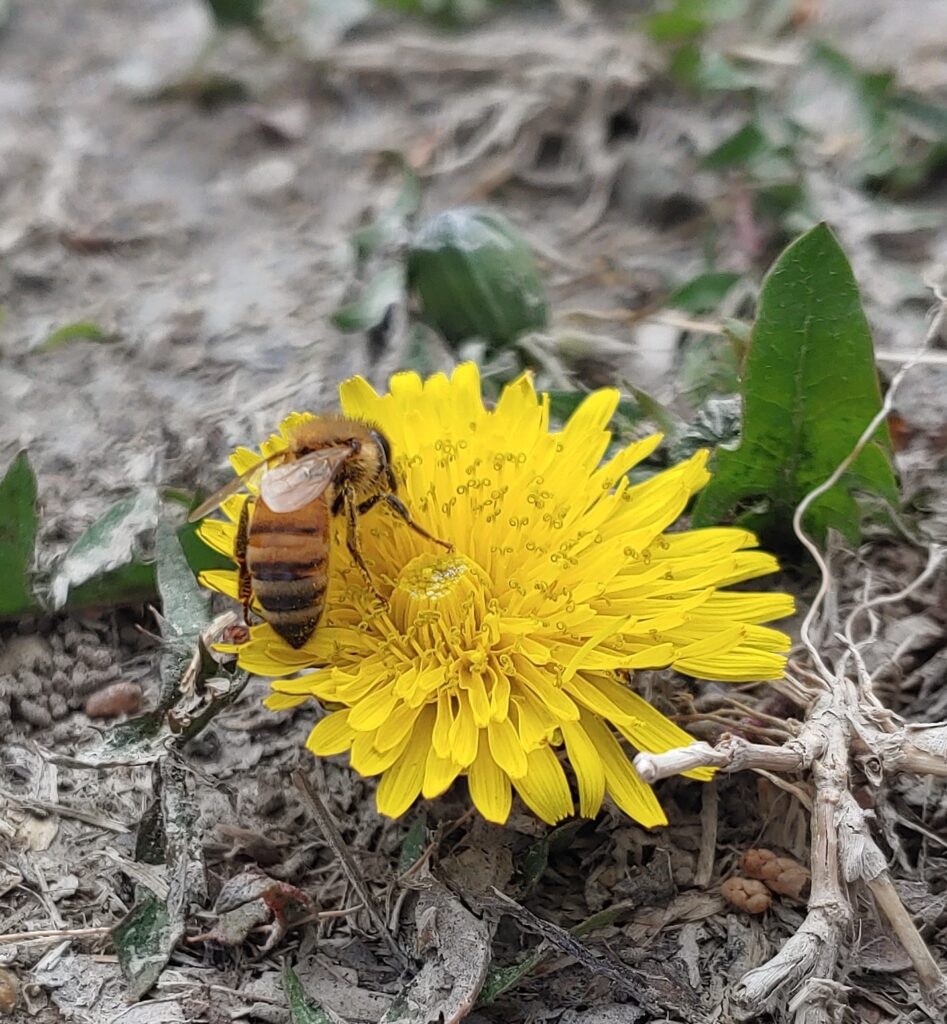 A dandelion flower with a bee on it gathering pollin.