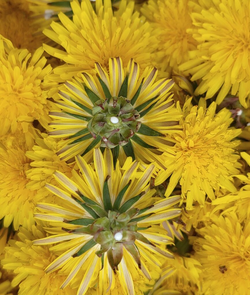 Dandelion sap or latex in a picked stem.