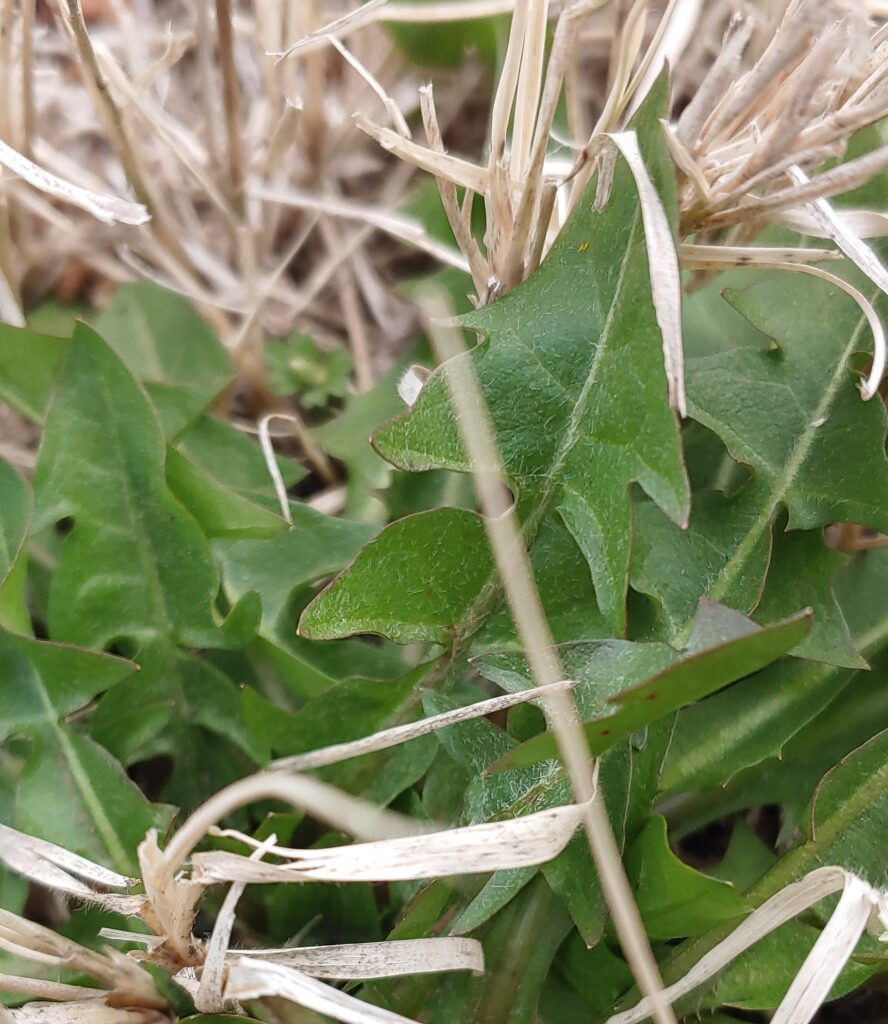 Dandelion leaves