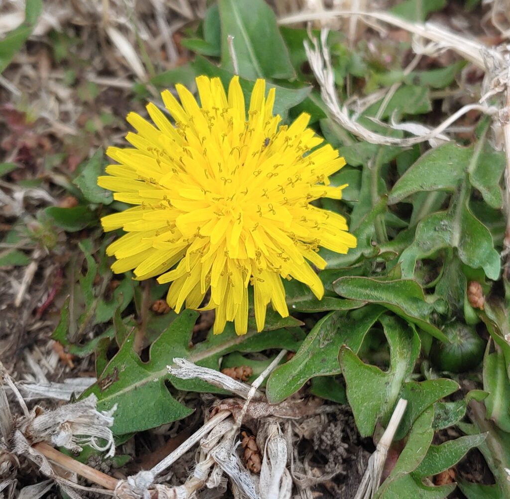 A dandelion flower