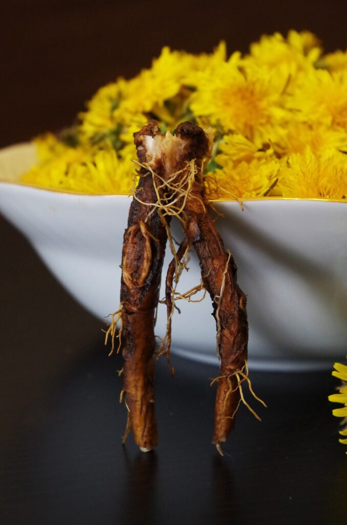 A dandelion root