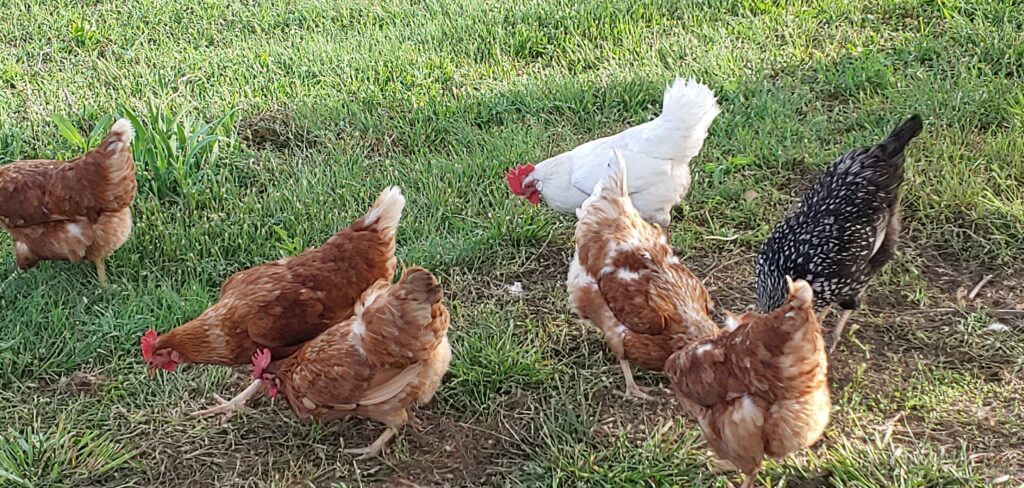 Chickens in the yard eating bugs.