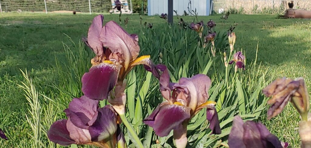 Purple iris flowers.