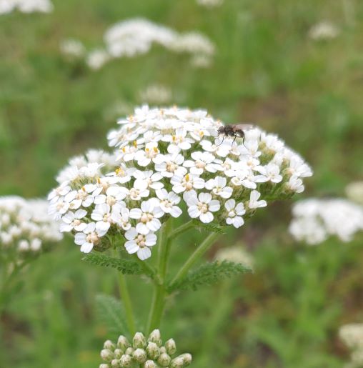 Flower with a fly on it.