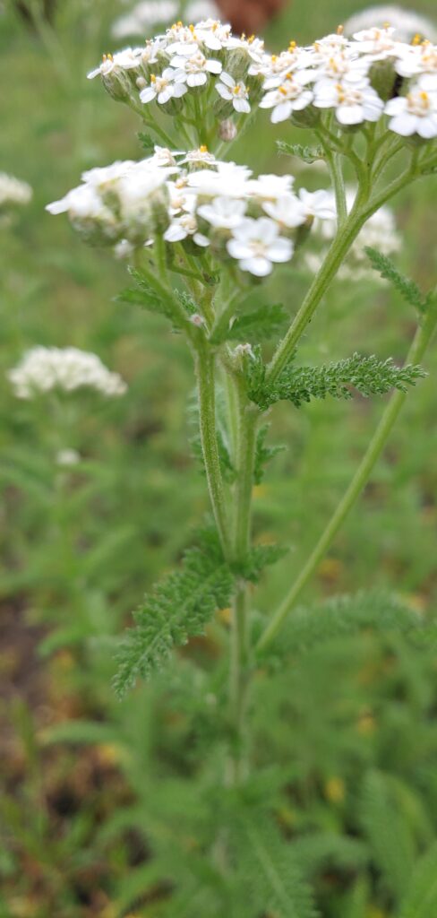 A Yarrow flower