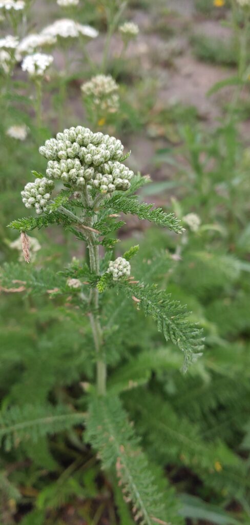 A budding flower