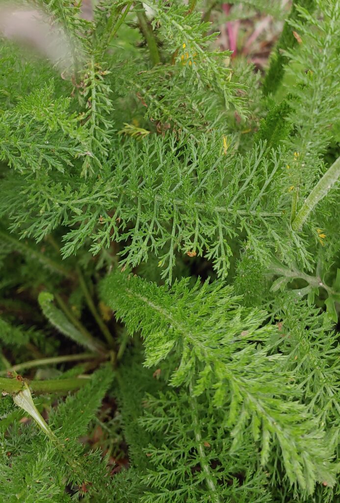 Yarrow leaves