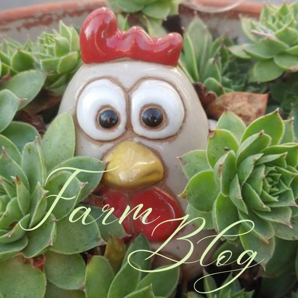 Farm Blog picture