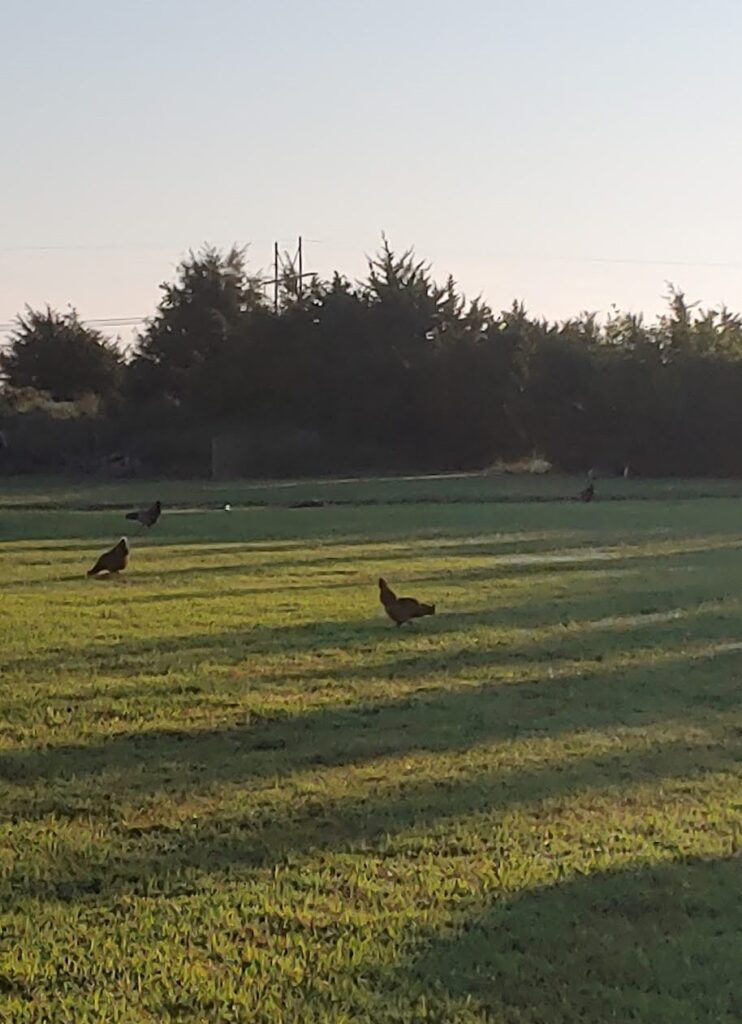 Cage free chickens on grass