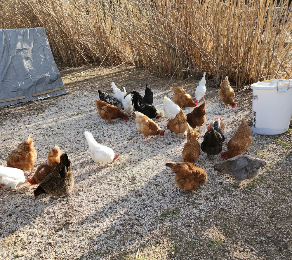 Group of chickens 