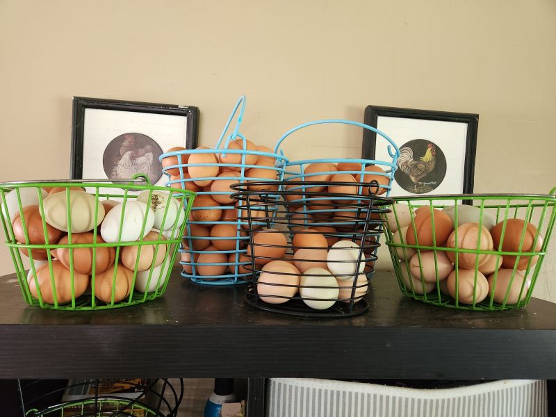Farm fresh Eggs in baskets gathered in a day.